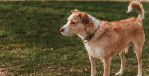 Oak Grove Animal Rescue Volunteer & Adoption Handbook