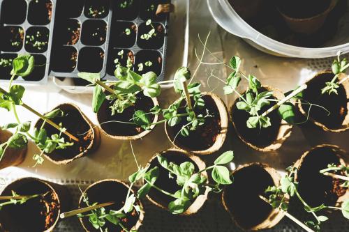 Gardeners Alliance, Plot Guide & Seed Commons
