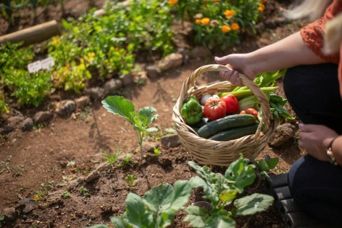 Local Food Co-Op  Member Handbook & Standards