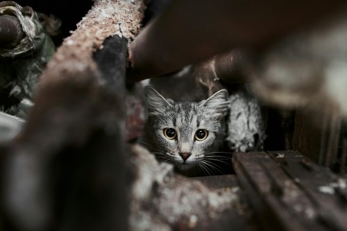Peach State Animal Rescue Network